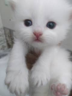 white persion kitten  beautiful  15 days only