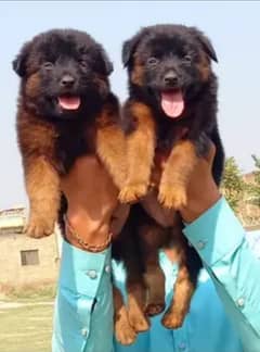 Black German Shepherd pair | double coat | GSD | GSD Pair