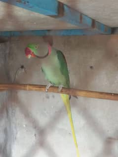 Breeder Raw parrot