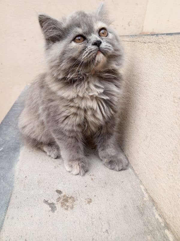 Persian cat 0