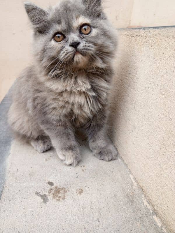 Persian cat 1