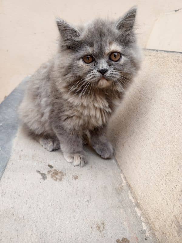 Persian cat 2