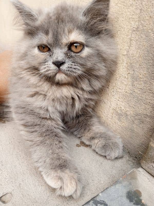 Persian cat 3