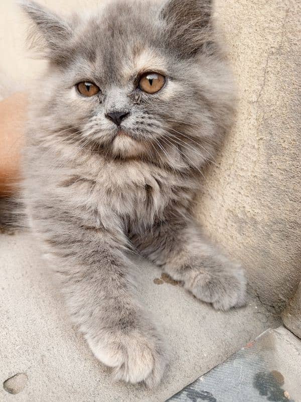 Persian cat 4