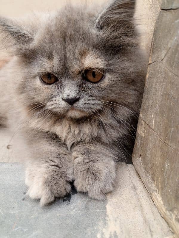 Persian cat 5