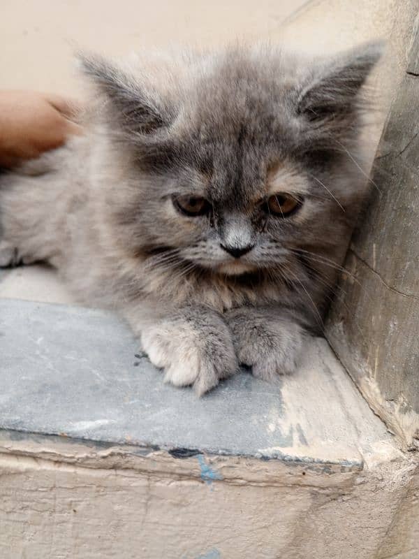 Persian cat 6