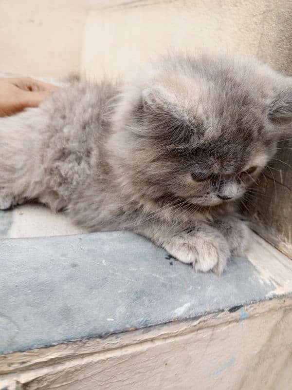 Persian cat 7