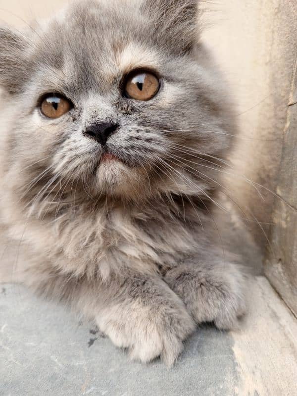 Persian cat 8