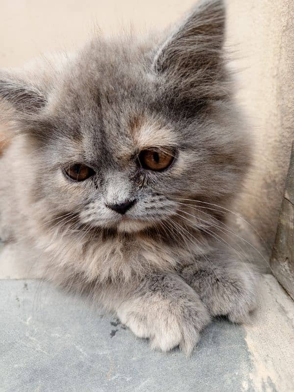 Persian cat 9