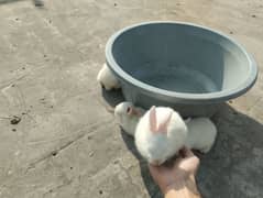 Rabbits kit available