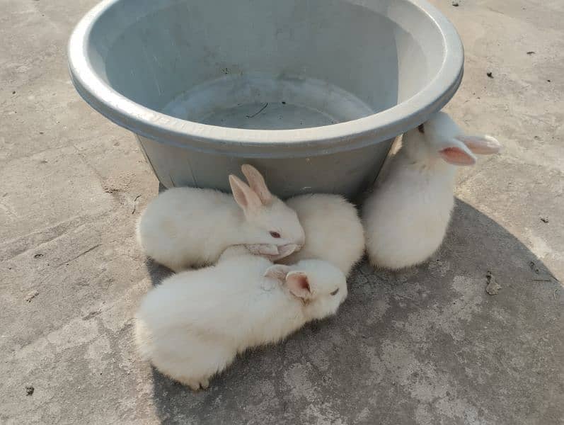 Rabbits kit available 3