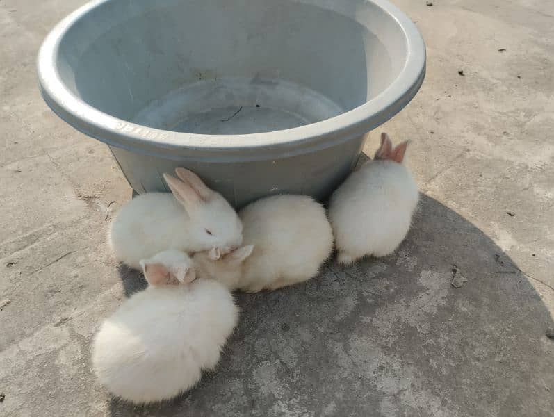 Rabbits kit available 4