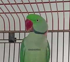 Pahari Parrot Male Raw Alexander Alexandrine Adult Breeding