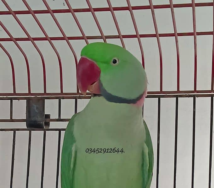 Pahari Parrot Male Raw Alexander Alexandrine Adult Breeding 0