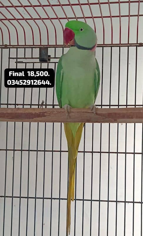 Pahari Parrot Male Raw Alexander Alexandrine Adult Breeding 1