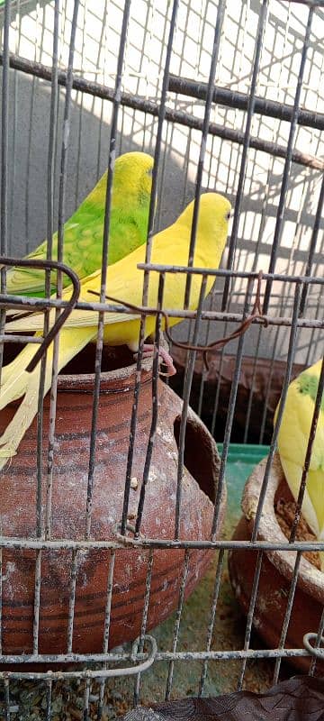 Australian parrot 2 Pair 0