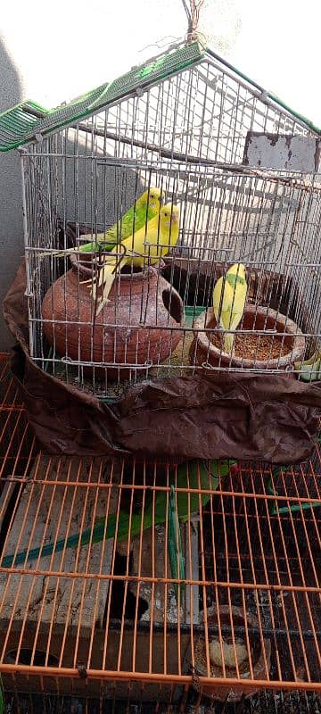 Australian parrot 2 Pair 1