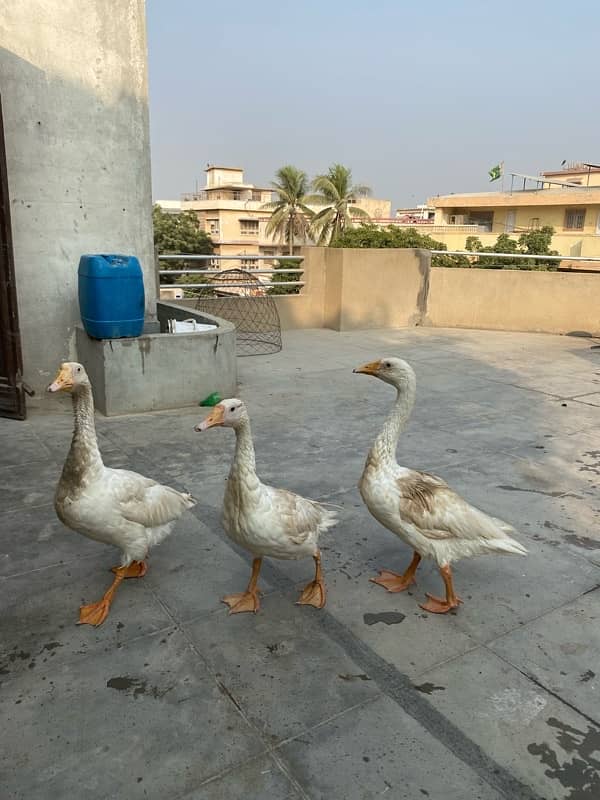 white long neck duck trio 0