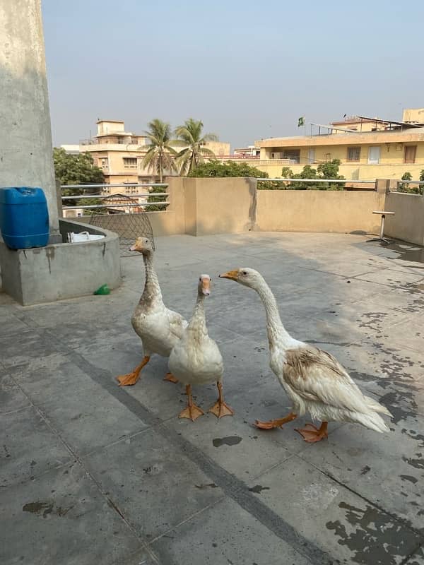 white long neck duck trio 1