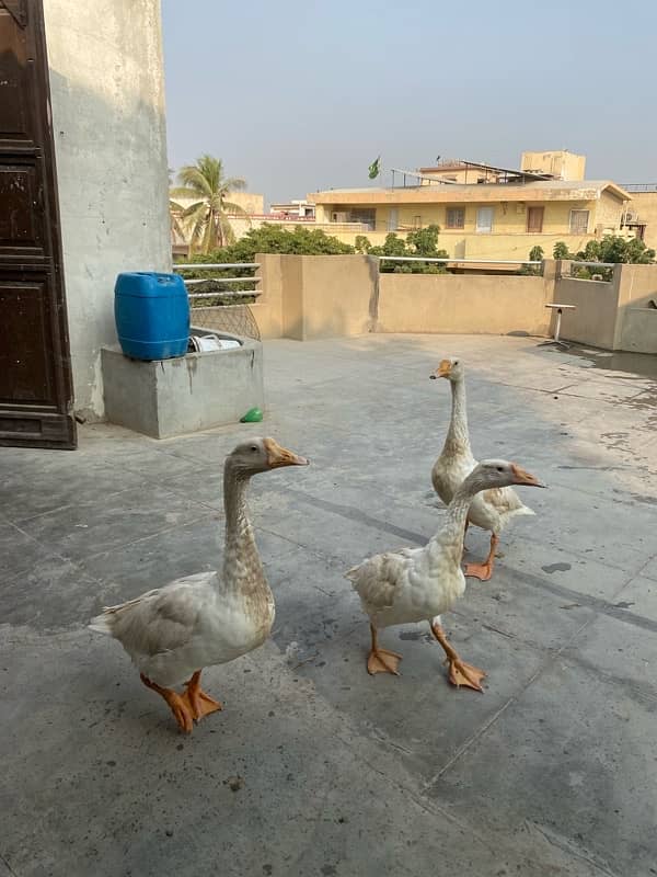 white long neck duck trio 2