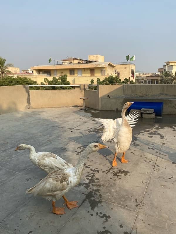 white long neck duck trio 3