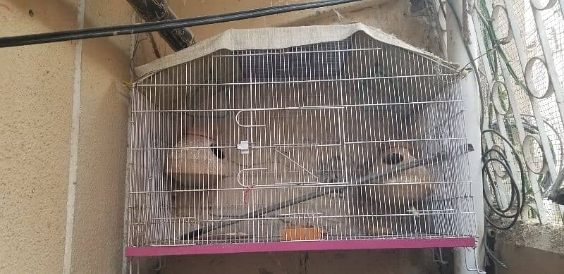 CAGE FOR SELL TAKREBAN NEW HI HY 0