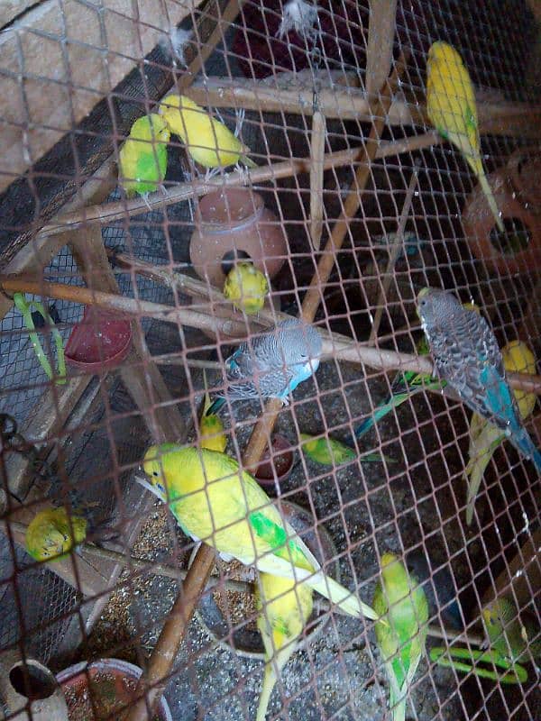 breeder pairs for sale of budgies 0