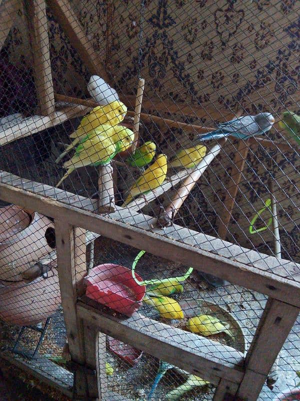 breeder pairs for sale of budgies 1