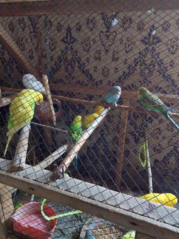 breeder pairs for sale of budgies 2