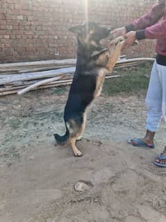 German shepherd puppies dog