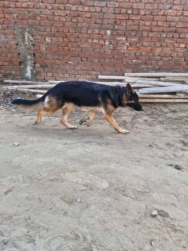 German shepherd puppies dog 1