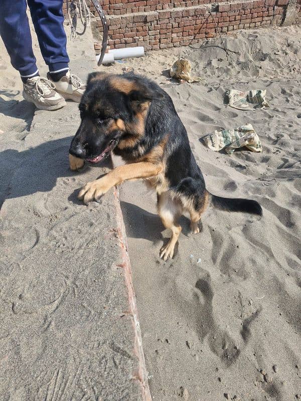 German shepherd puppies dog 2