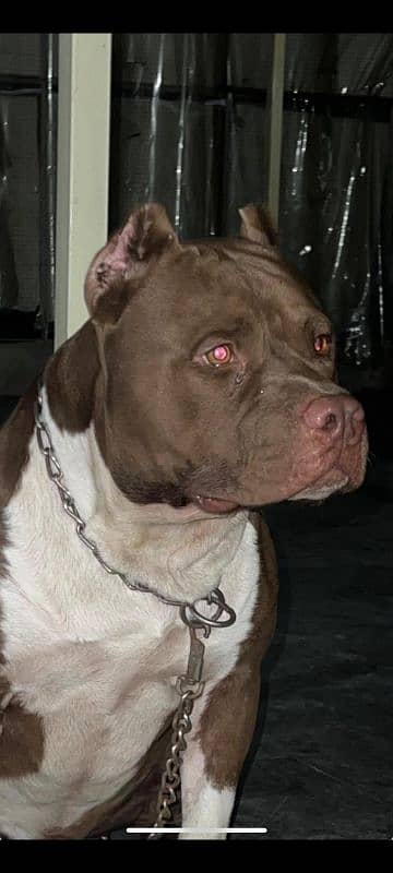 pitbull available only for breeding purpose 0