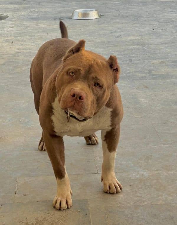 pitbull available only for breeding purpose 4