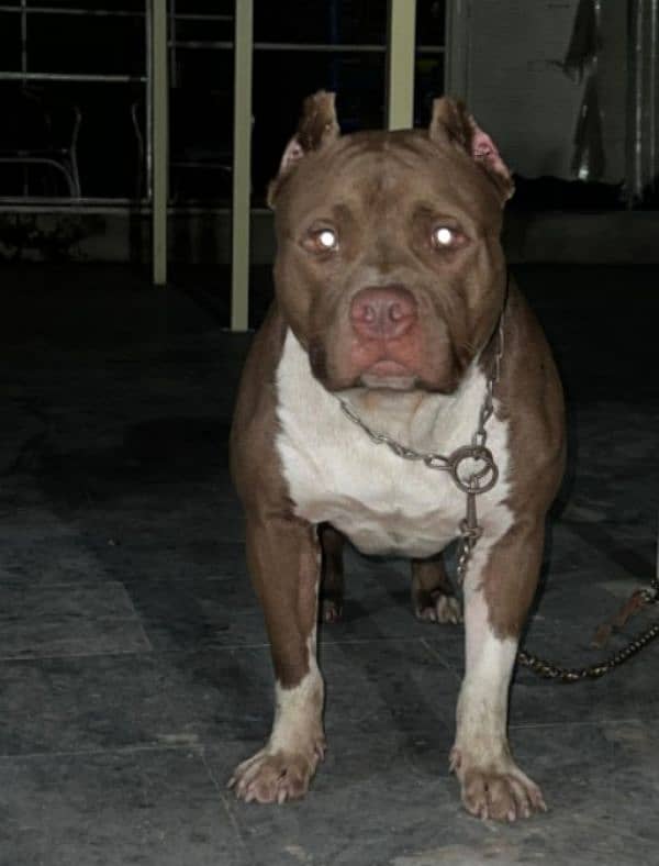 pitbull available only for breeding purpose 5