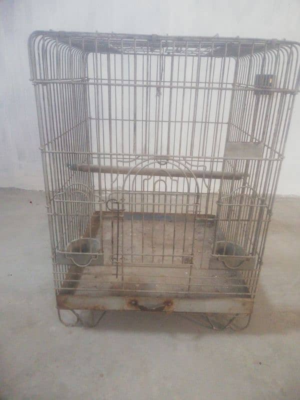 gray parrot ka pingra 2