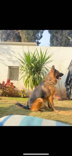 Pink pedigreed German shepherd available for stud