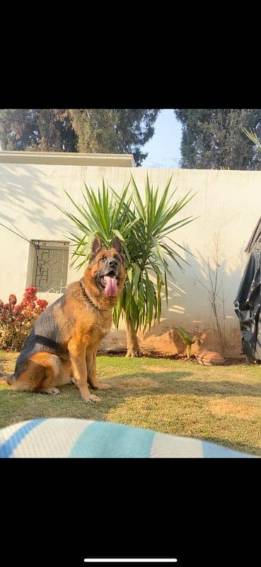 Pink pedigreed German shepherd available for stud 1