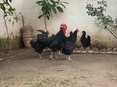 Egg laying Australorp Hens for