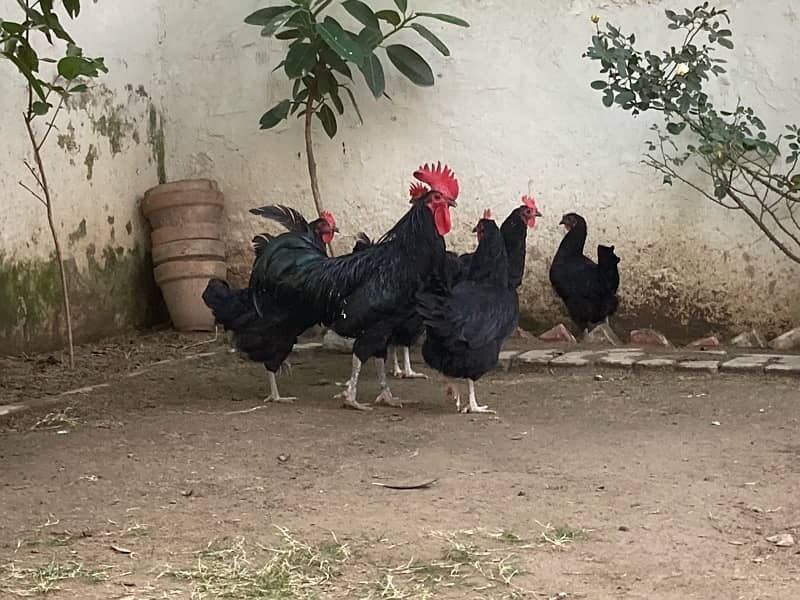 Egg laying Australorp Hens for 0