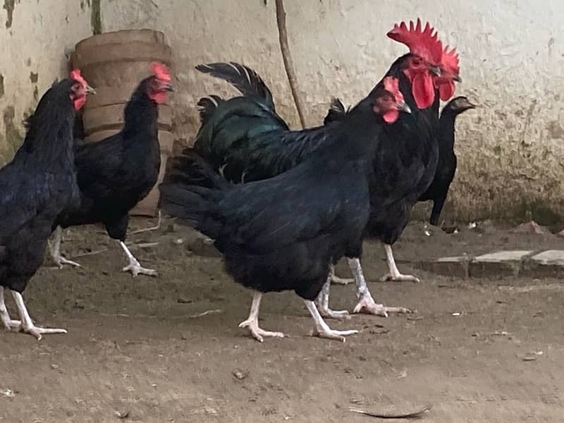 Egg laying Australorp Hens for 1