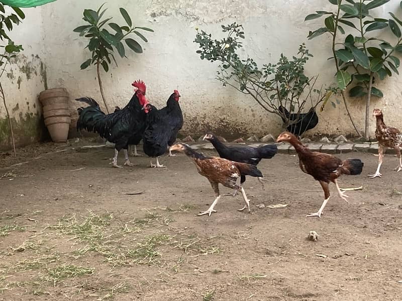 Egg laying Australorp Hens for 2