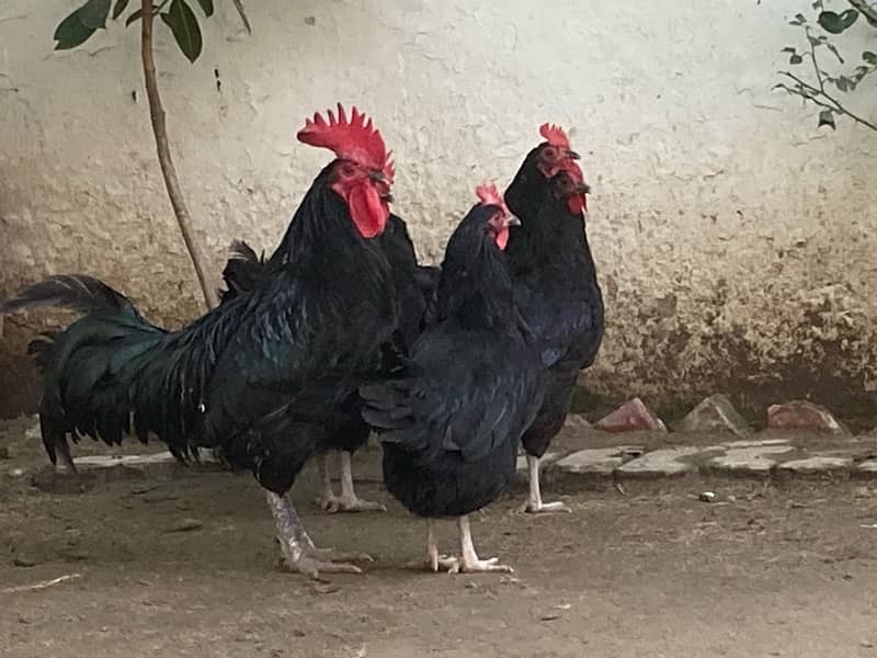 Egg laying Australorp Hens for 3