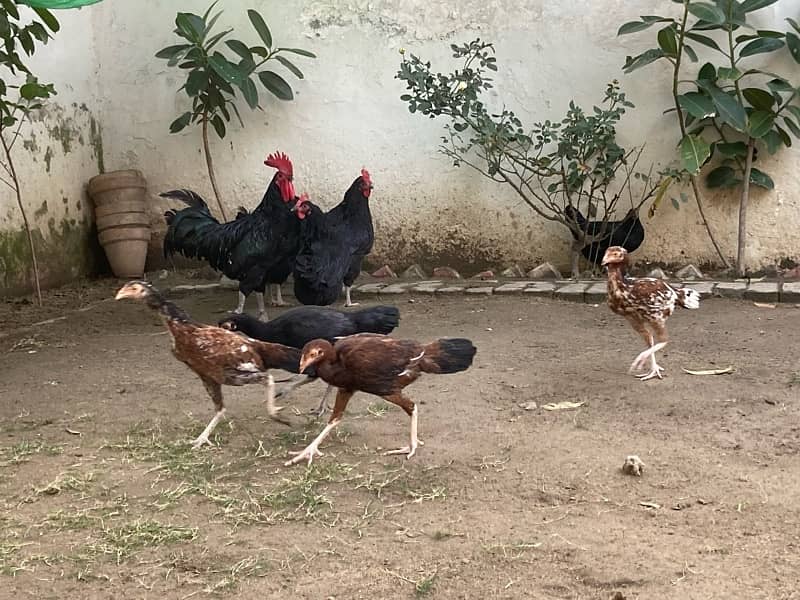 Egg laying Australorp Hens for 4