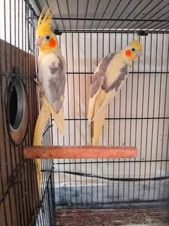 Cocktail fisher king budgie urgent sale