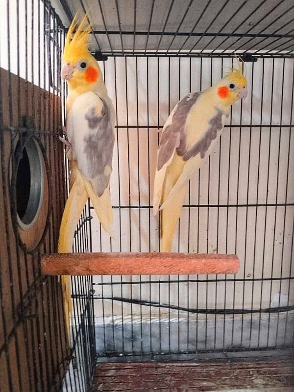 Cocktail fisher king budgie urgent sale 0