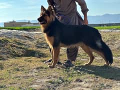 German shepherd dog / male shepherd dog / GSD / german male