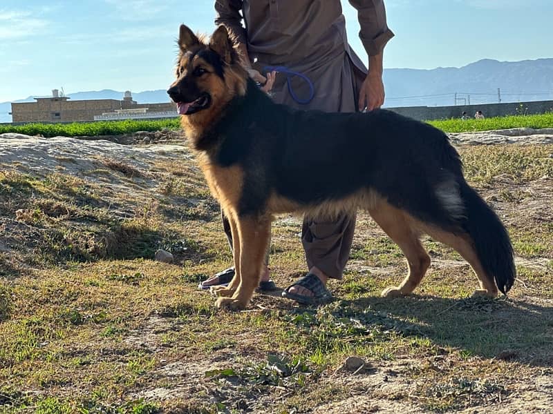 German shepherd dog / male shepherd dog / GSD / german male 3