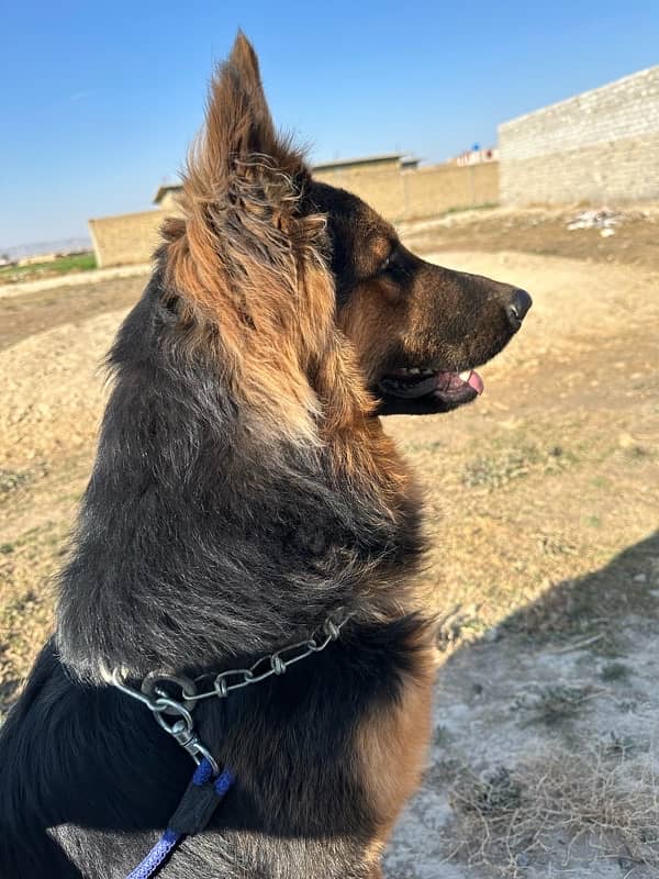 German shepherd dog / male shepherd dog / GSD / german male 4