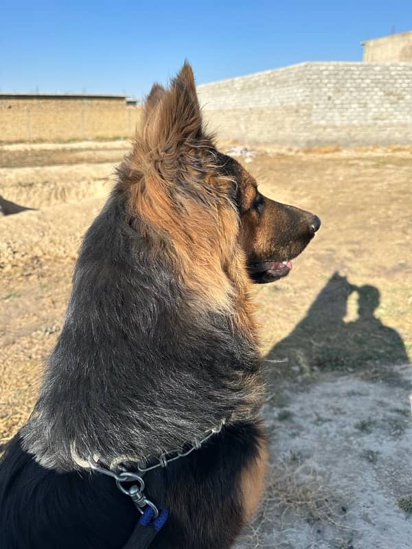 German shepherd dog / male shepherd dog / GSD / german male 5